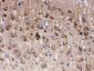 Anti-PGP9.5 Picoband Antibody